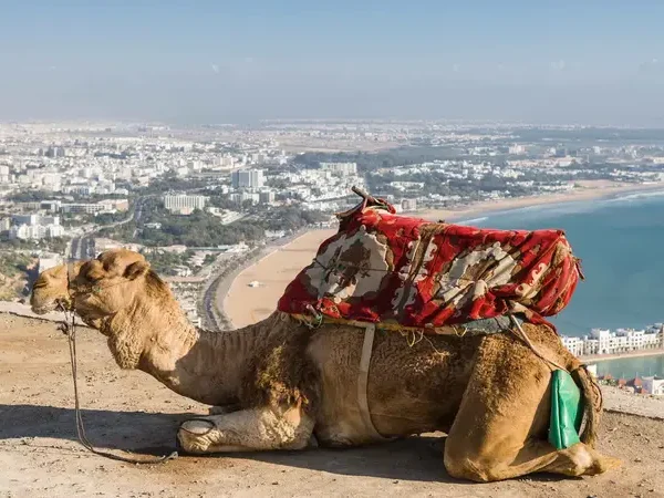 d5cde674 de5b 4d44 908d c39eb971df41 1